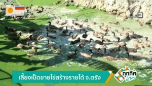 เลี้ยงเป็ดขายไข่-สร้างรายได้-จ.ตรัง-ข่าวใต้แลได้ที่เรา-ข่า