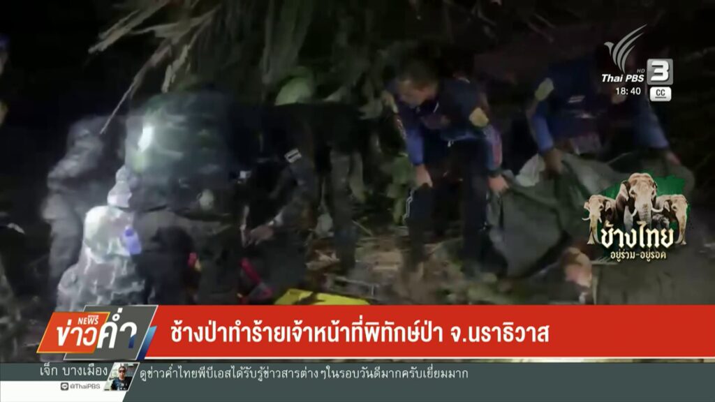 ช้างป่าทำร้ายเจ้าหน้าที่พิทัก์ป่า-จ.นราธิวาส-ข่าวใต้แลได้ที