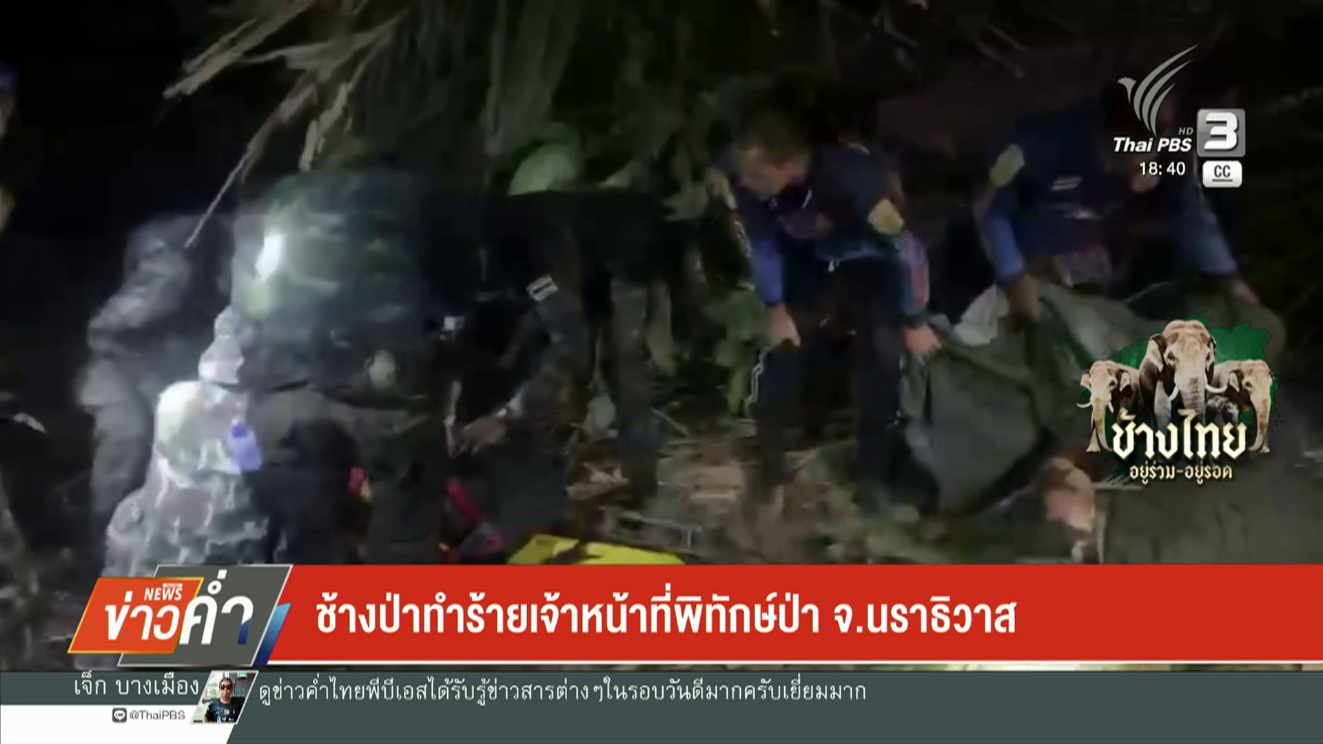 ช้างป่าทำร้ายเจ้าหน้าที่พิทัก์ป่า-จ.นราธิวาส-ข่าวใต้แลได้ที