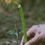 ก่อนหน้านี้เราได้พูดถึงว่า-การปลูกป่าชายเลนไม่จำเป็นต้องปลูก