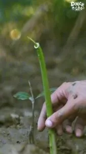 ก่อนหน้านี้เราได้พูดถึงว่า-การปลูกป่าชายเลนไม่จำเป็นต้องปลูก