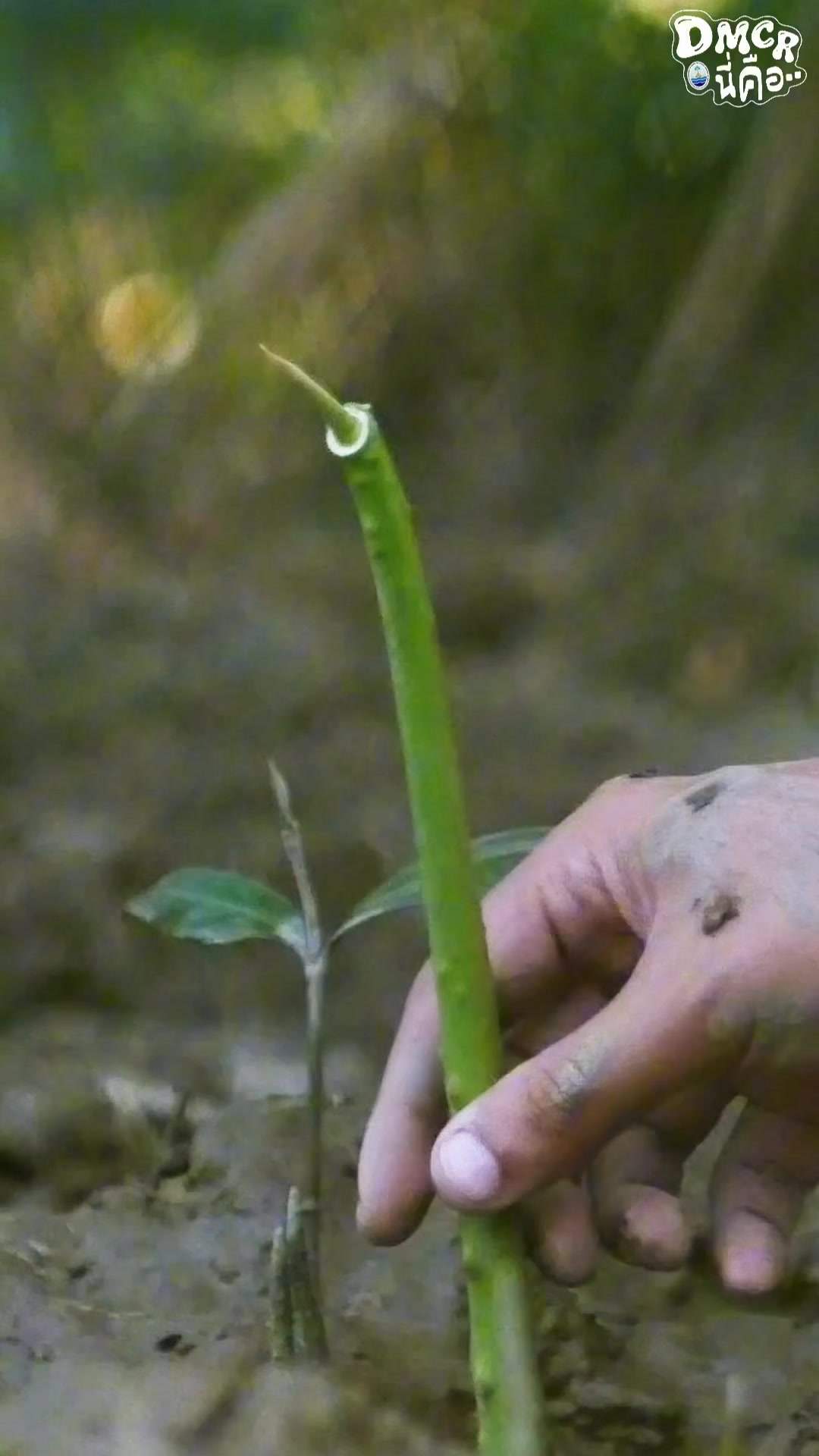 ก่อนหน้านี้เราได้พูดถึงว่า-การปลูกป่าชายเลนไม่จำเป็นต้องปลูก