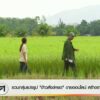 รวมกลุ่มแปรรูป-“ข้าวสังข์หยด”-ขายออนไลน์-สร้างรายได้เพิ่ม-ข