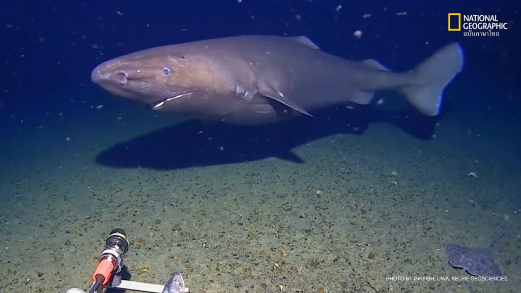 ต้นเดือนที่ผ่านมา-ทีมนักวิทยาศาสตร์จากศูนย์วิจัยน้ำลึก-minde