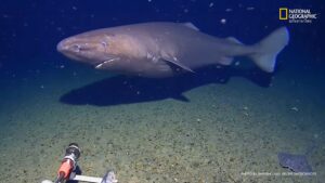 ต้นเดือนที่ผ่านมา-ทีมนักวิทยาศาสตร์จากศูนย์วิจัยน้ำลึก-minde