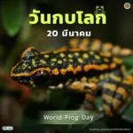 20-มีนาคมของทุกปี-วันกบโลก-เพื่อตระหนักในการอนุรักษ์สายพัน