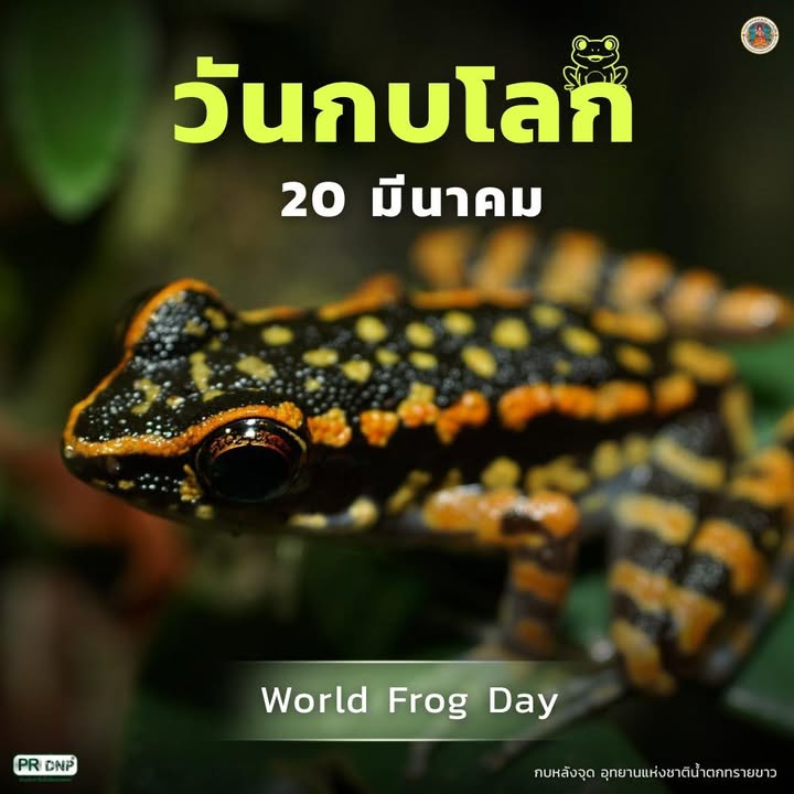 20-มีนาคมของทุกปี-วันกบโลก-เพื่อตระหนักในการอนุรักษ์สายพัน