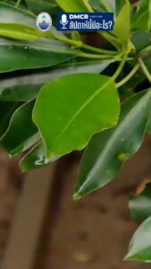 -dmcr-:-สัปดาห์นี้มีอะไร-?-ep.3-สัปดาห์นี้-พาทุกคนไปเปิดประ