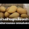 มะม่วงล้านลูกเสี่ยงเน่า น้ำมันขาดแคลน-รถขนส่งสะดุด | ข่าวเที่ยง 22 มี.ค. 69