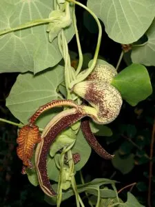 ðð¡ð¤ð§ð-:-ไก่ฟ้า-อาหารตัวอ่อนของผีเสื้อถุงทอง-ชื่อสามัญ-gaping