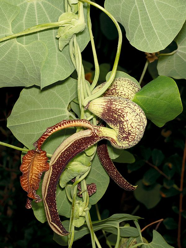 ðð¡ð¤ð§ð-:-ไก่ฟ้า-อาหารตัวอ่อนของผีเสื้อถุงทอง-ชื่อสามัญ-gaping