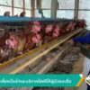 เปิดเพลงเลี้ยงเป็ดไก่และบริจาคไข่ฟรีให้ผู้ป่วยมะเร็ง-ข่าวใต