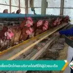 เปิดเพลงเลี้ยงเป็ดไก่และบริจาคไข่ฟรีให้ผู้ป่วยมะเร็ง-ข่าวใต