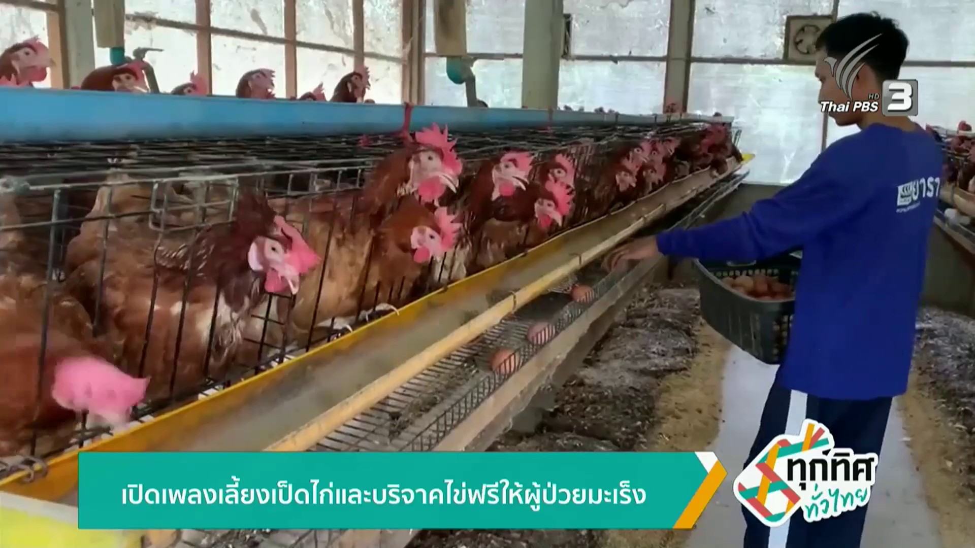 เปิดเพลงเลี้ยงเป็ดไก่และบริจาคไข่ฟรีให้ผู้ป่วยมะเร็ง-ข่าวใต