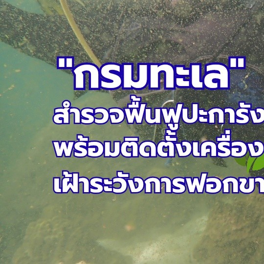 -กรมทะเล-สำรวจฟื้นฟูปะการังเกาะไข่-พบปะการังฟื้นตัวดี-พร้อม