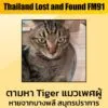 ตามหา-“tiger”-แมวลายสลิด-เพศผู้-อายุ-4-5-ปี-หางยาว-ลักษณะเด่-|-2026-03-27-14:11:00