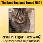 ตามหา-“tiger”-แมวลายสลิด-เพศผู้-อายุ-4-5-ปี-หางยาว-ลักษณะเด่-|-2026-03-27-14:11:00