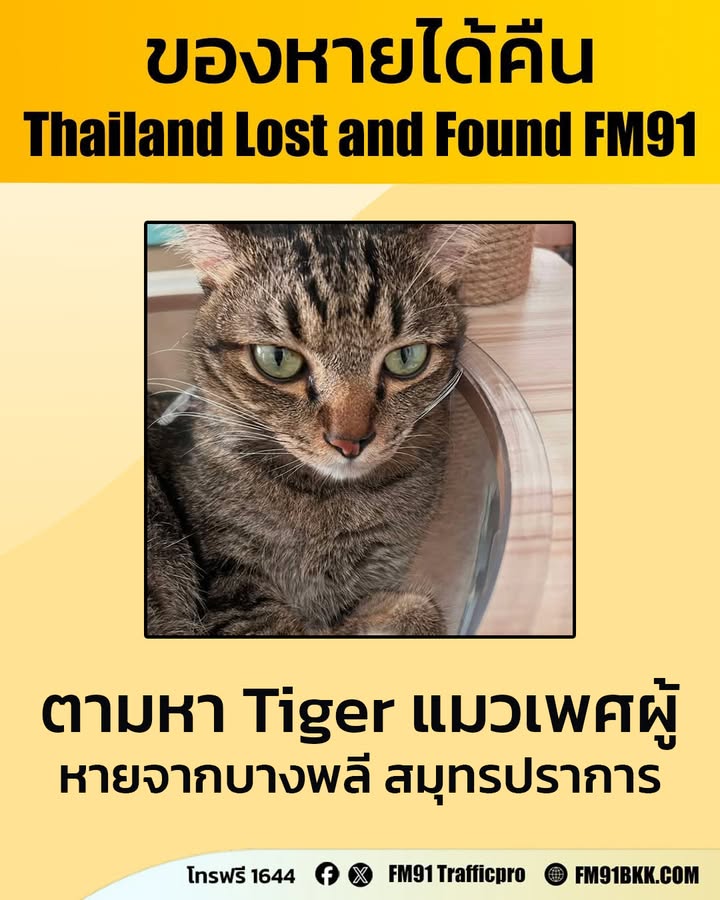 ตามหา-“tiger”-แมวลายสลิด-เพศผู้-อายุ-4-5-ปี-หางยาว-ลักษณะเด่-|-2026-03-27-14:11:00