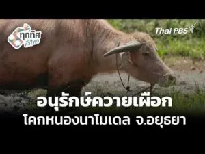 อนุรักษ์ควายเผือก ควบคู่กับโคกหนองนาโมเดล 31 มี.ค. 69
