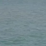 รอยยิ้มของทะเล…คือการได้เห็น-โลมาสีชมพู-โผล่มาทักทาย-ทุ