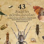 นับเป็นอีกหนึ่งก้าวสำคัญของวงการวิจัยไทย-เมื่อมีการประกาศราย