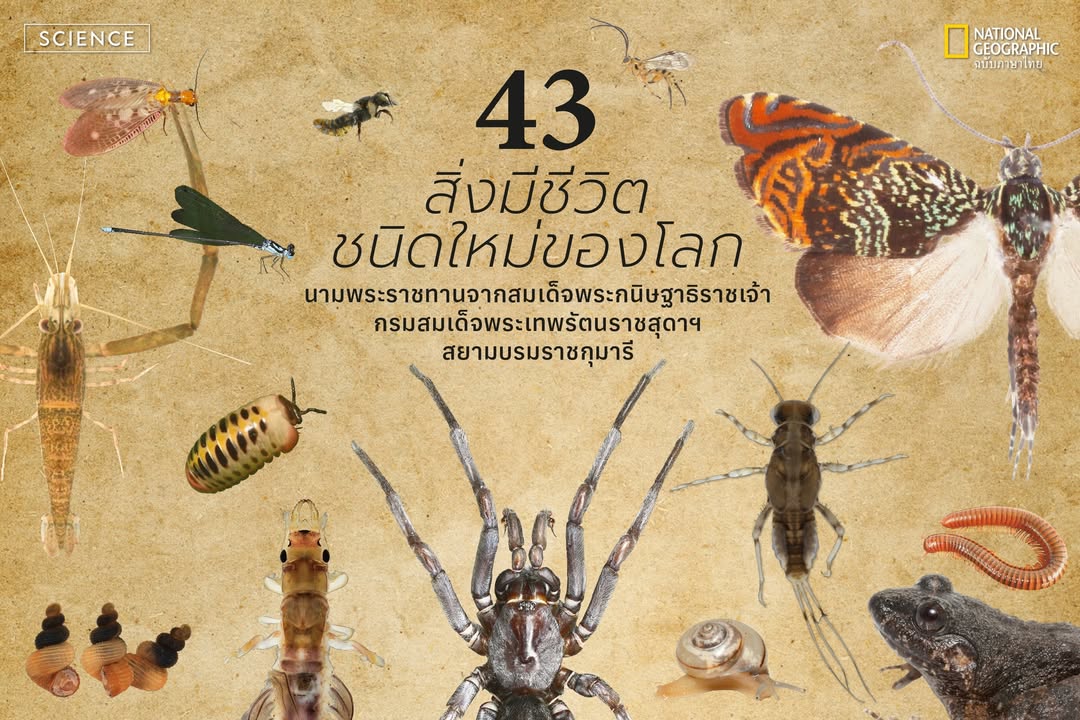 นับเป็นอีกหนึ่งก้าวสำคัญของวงการวิจัยไทย-เมื่อมีการประกาศราย