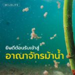 บึงสวีตติงส์-บนเกาะอิลิวเทราในหมู่เกาะบาฮามาส-คือโลกลี้ลับใต