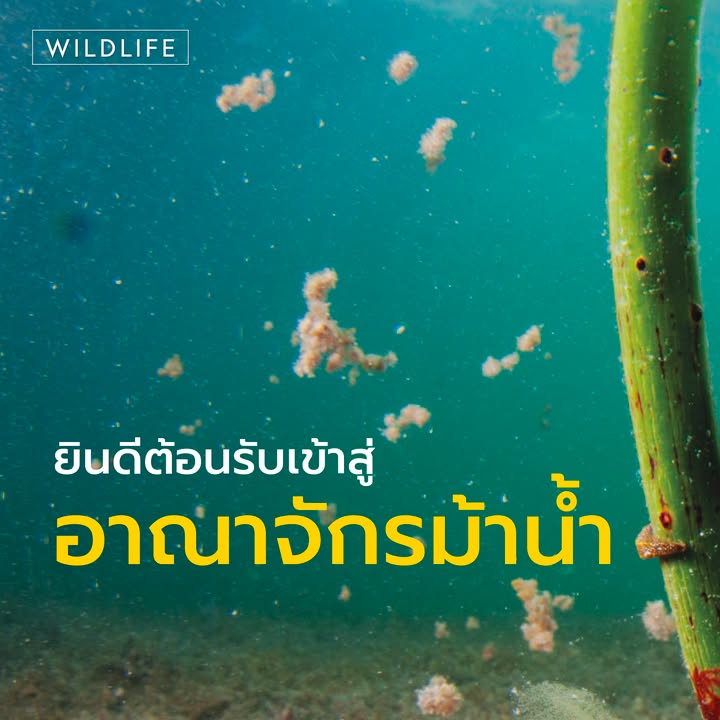 บึงสวีตติงส์-บนเกาะอิลิวเทราในหมู่เกาะบาฮามาส-คือโลกลี้ลับใต