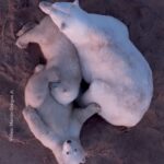 ตลอดเวลากว่าสองปีในขั้วโลกเหนืออันโหดร้าย-แม่หมีขั้วโลกต้องเ