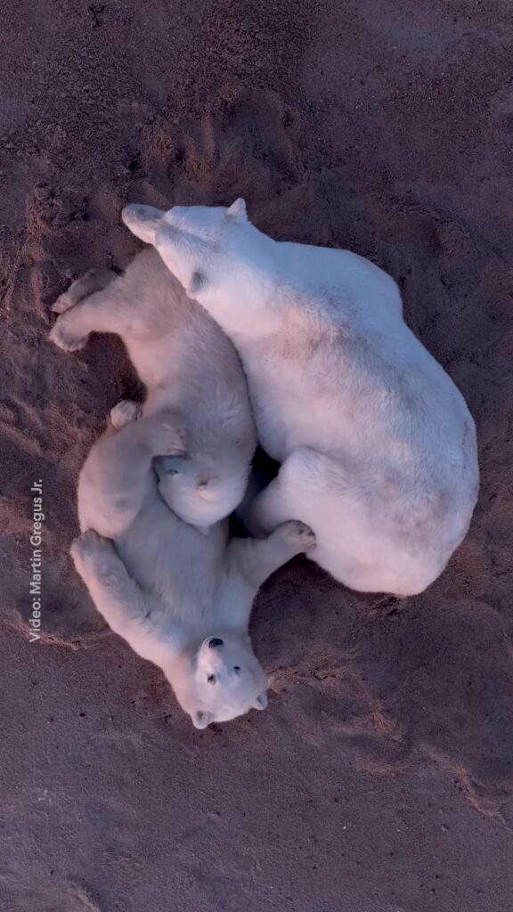 ตลอดเวลากว่าสองปีในขั้วโลกเหนืออันโหดร้าย-แม่หมีขั้วโลกต้องเ