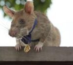 กัมพูชาเปิดตัวรูปปั้นเพื่อเป็นเกียรติแก่หนูชื่อดัง-นักดมกลิ่นทุ่นsะเบิด