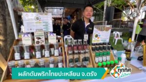 ผลักดันพริกไทยปะเหลียน-จ.ตรัง-ข่าวใต้แลได้ที่เรา-ne