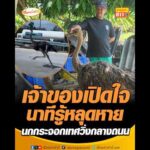 เจ้าของเปิดใจนาทีรู้หลุดหาย นกกระจอกเทศวิ่งกลางถนน อัพเดทข่าว
