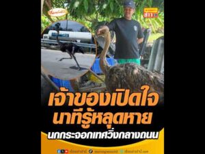 เจ้าของเปิดใจนาทีรู้หลุดหาย นกกระจอกเทศวิ่งกลางถนน อัพเดทข่าว