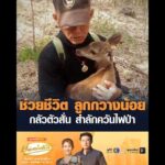 ช่วยชีวิต ลูกกวางน้อย กลัวตัวสั่น สำลักควันไฟป่า อัพเดทข่าว