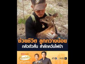 ช่วยชีวิต ลูกกวางน้อย กลัวตัวสั่น สำลักควันไฟป่า อัพเดทข่าว