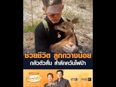 ช่วยชีวิต ลูกกวางน้อย กลัวตัวสั่น สำลักควันไฟป่า อัพเดทข่าว