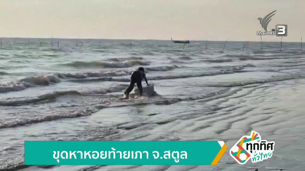 ขุดหาหอยท้ายเภา-จ.สตูล-ข่าวใต้แลได้ที่เรา-news-#tha