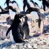 นักวิจัยสำรวจน่านน้ำแอนตาร์กติกโดยอาศัยนกเพนกวินรอต่อไป