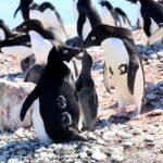 นักวิจัยสำรวจน่านน้ำแอนตาร์กติกโดยอาศัยนกเพนกวินรอต่อไป