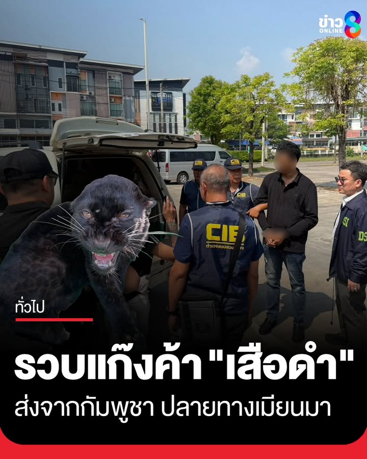 เจ้าหน้าที่บุกรวบเครือข่ายค้า-“เสือดำ”-ข้ามชาติ-คาลานจอดห้าง-อ.แม่สอด-พบส่งจากกัมพูชา-ปลายท