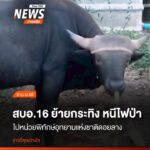 เจ้าหน้าที่สำนักบริหารพื้นที่อนุรักษ์ที่-16-ร่วมกับ-สถานีวิจ