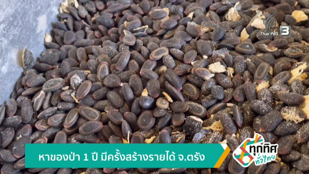 หาของป่า-1-ปี-มีครั้งสร้างรายได้-จ.ตรัง-ข่าวใต้แลได้ที่เรา