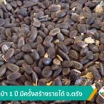 หาของป่า-1-ปี-มีครั้งสร้างรายได้-จ.ตรัง-ข่าวใต้แลได้ที่เรา