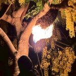 ช่วยเหลือประชาชนจำนวน-8-เหตุดังนี้-เหตุที่-1-กำจัดรังผึ้งขนา