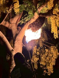 ช่วยเหลือประชาชนจำนวน-8-เหตุดังนี้-เหตุที่-1-กำจัดรังผึ้งขนา