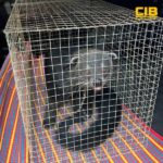 นราธิวาส-ตำรวจสอบสวนกลาง-ตรวจยึดหมีขอสัตว์ป่าคุ้มครอ-|-2026-04-14-13:40:00