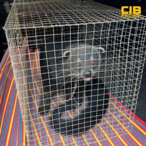 นราธิวาส-ตำรวจสอบสวนกลาง-ตรวจยึดหมีขอสัตว์ป่าคุ้มครอ-|-2026-04-14-13:40:00