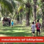 ชาวสวนปาล์มเรียกร้อง-“ศุภจี”-รับฟังปัญหาโดยตรง-ข่าวใต้แลได้