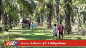 ชาวสวนปาล์มเรียกร้อง-“ศุภจี”-รับฟังปัญหาโดยตรง-ข่าวใต้แลได้